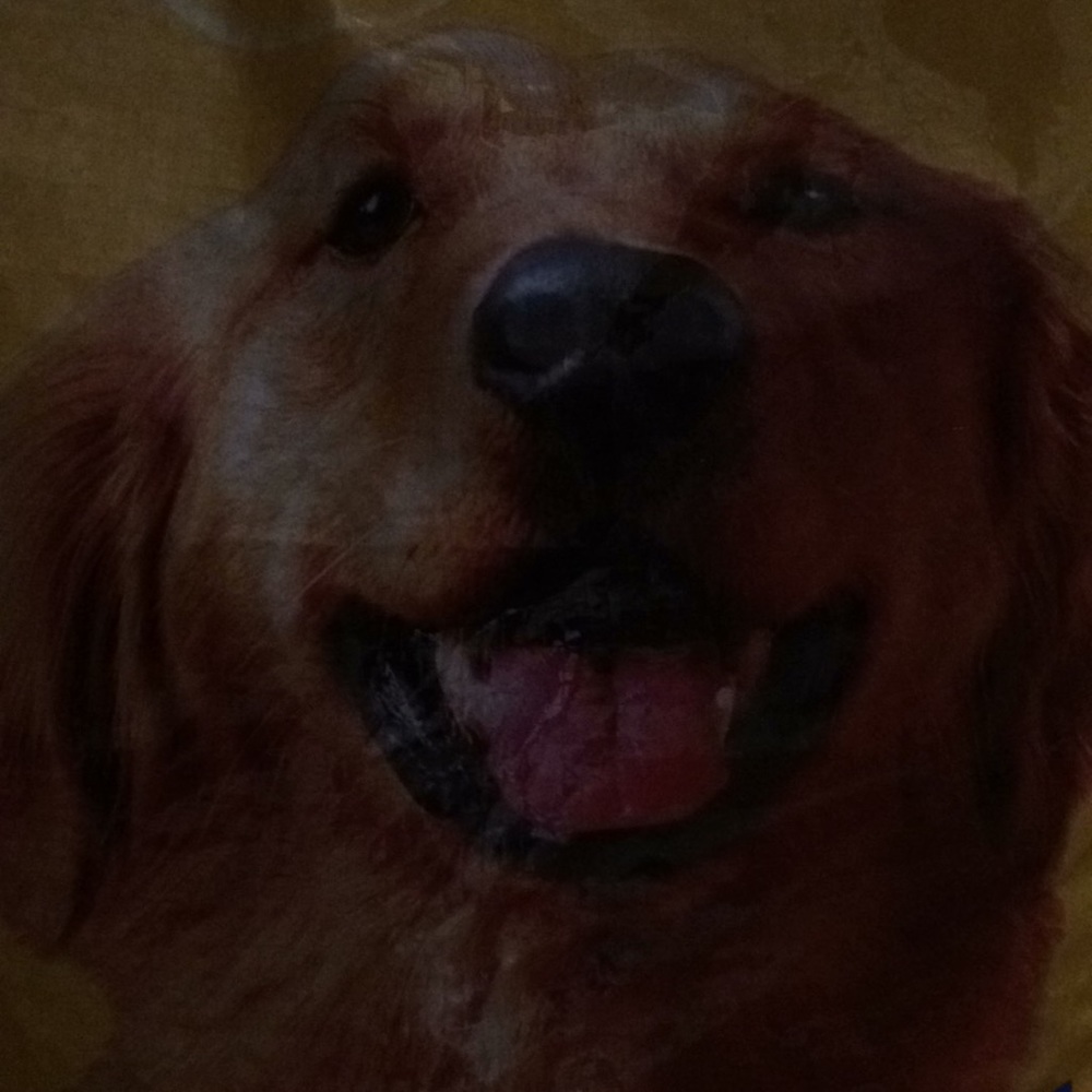 Meet your Posher, Devyn